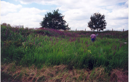 scan0060